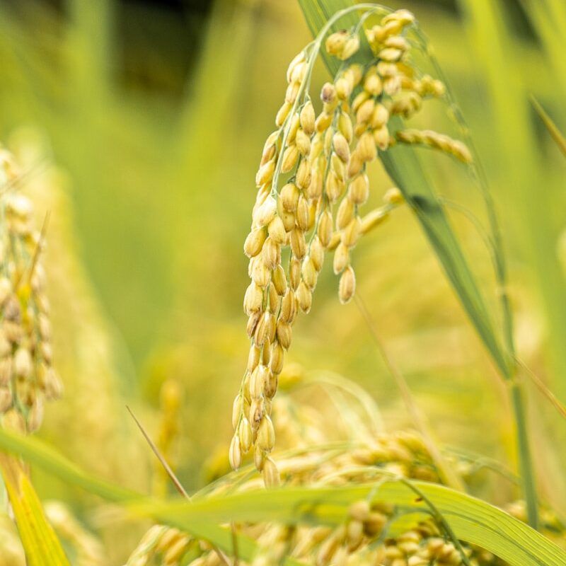 a close up of a bunch of wheat in a field