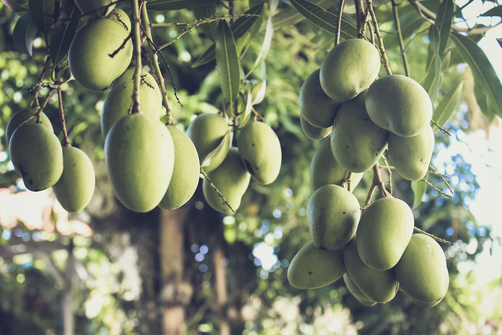 green fruits on tree during daytime